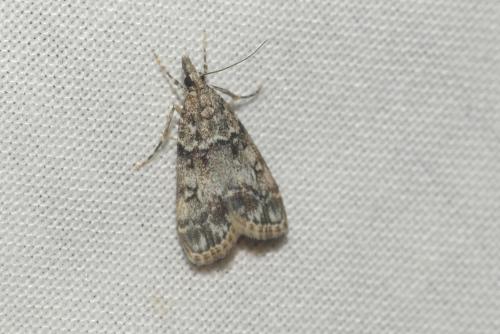 Réf. 298 042 : Eudonia lacustrata
